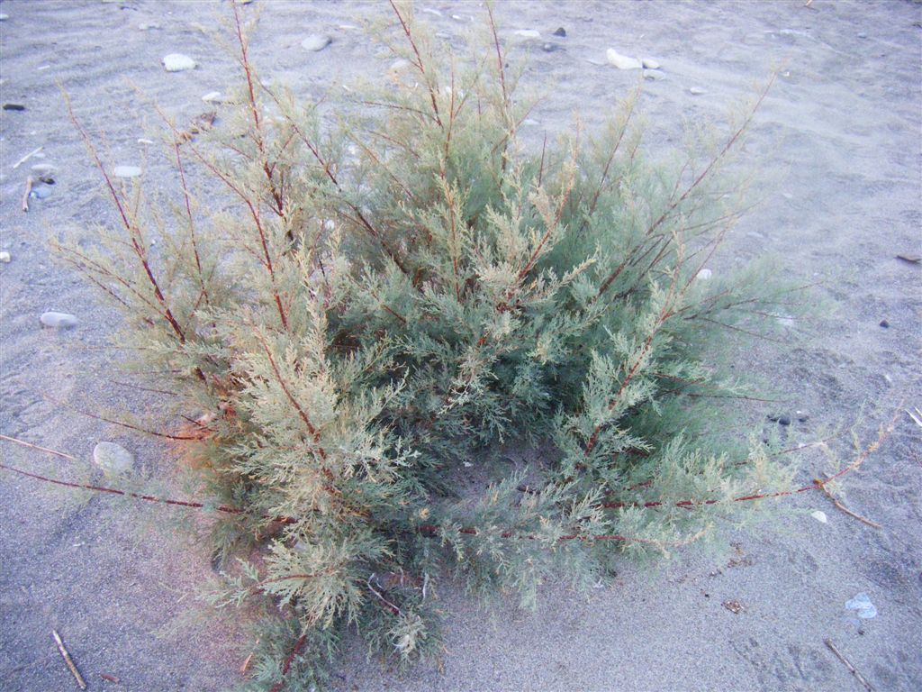 Juniperus oxycedrus?  No, Tamarix sp. (Caryophyllales - Tamaricaceae)